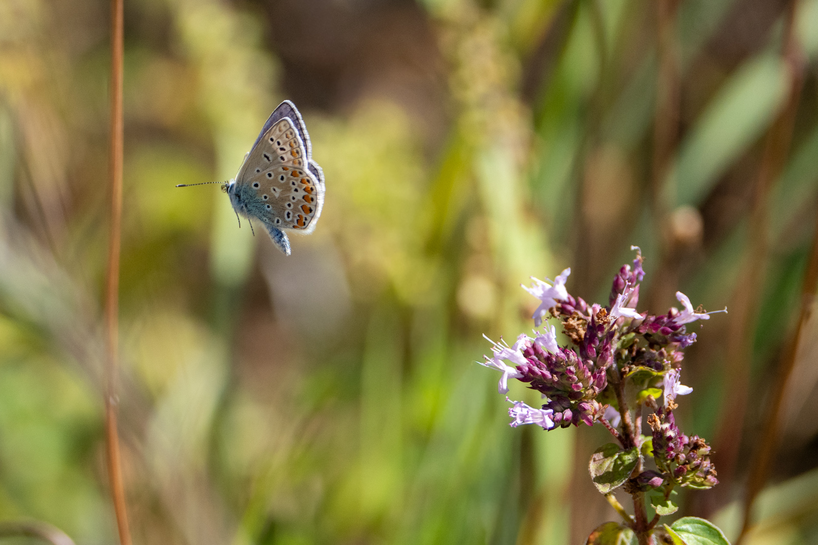 Photography by Chris Allington